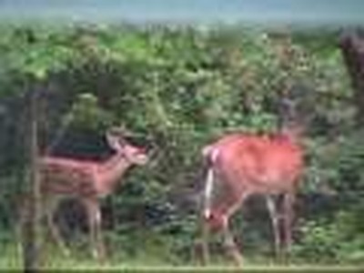 "Little Cat" meets Mama deer and her Twin Fawns