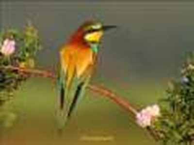 Minha alma - Guitar acoustic - Slide show