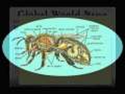 DISAPPEARING BEES ( Is this really a sign of Jesus' return?