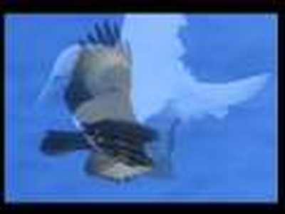 L'ORIGINE DES OISEAUX