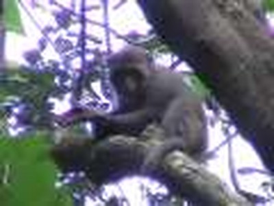 Monkey Mountain Madness