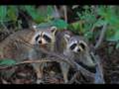 RICK HORN SINGING FOR JESUS