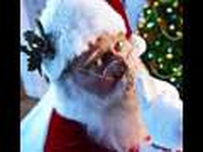 Navidad Real / Real Christmas