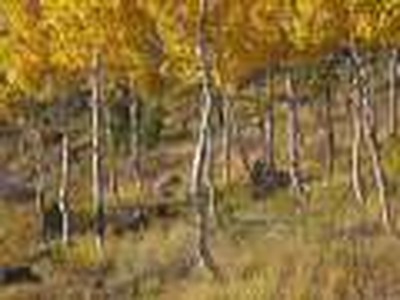 cantigas de chankecham-8