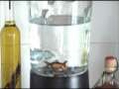 Blender Fish