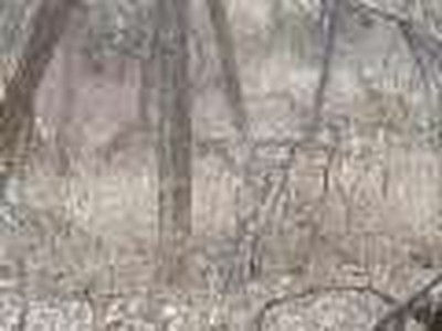 Deer in Chisolm Creek Park Wichita