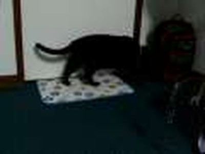 Mr Tsunami the Cat