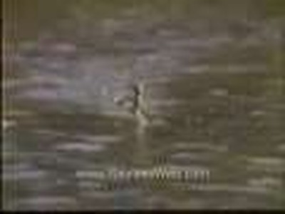 Jesus Christ Lizard