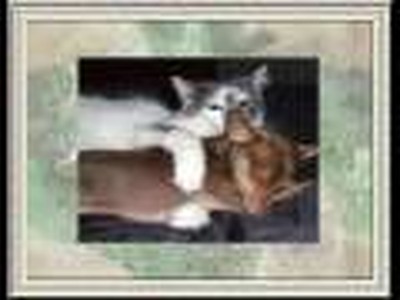 LECON D'AMITIE DES ANIMAUX