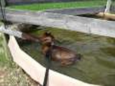 Trumans Water Hole