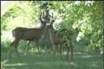Three Bucks in my yard today.