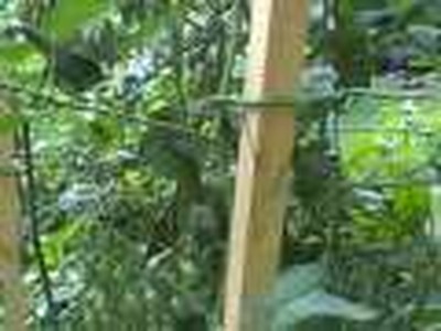 Square Foot Garden