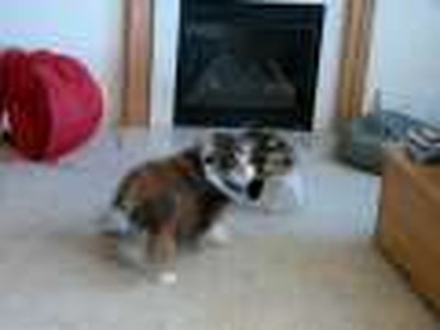 Shelties playing Tug-o-war