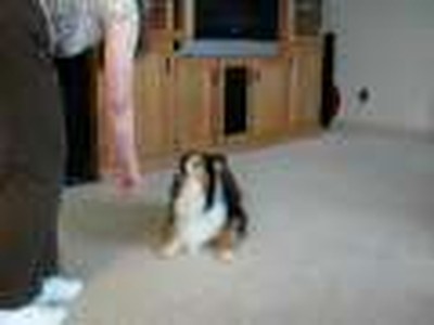 The Backwards Dog