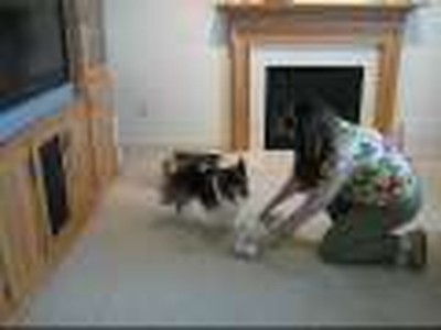 Little Dog Puts Away His Problems