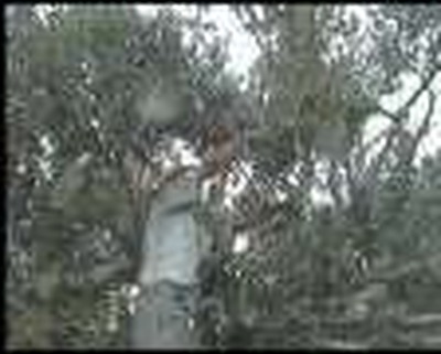 Focus on Israel and the Palestinian territeries