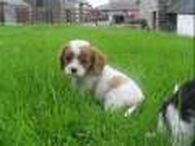Puppy Love - Donny Osmond