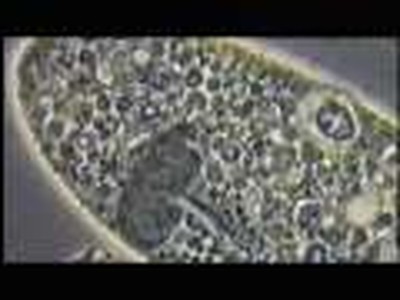 Creation - God's Design at the Molecular Level