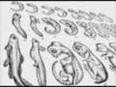 Evolution Lies that are still printed in School Books Today