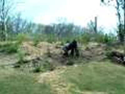 Gorilla Walking