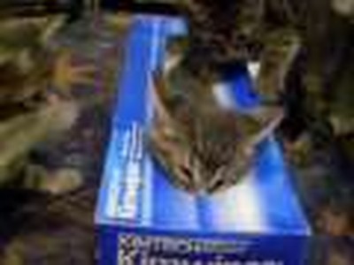 Kittens in a box!!