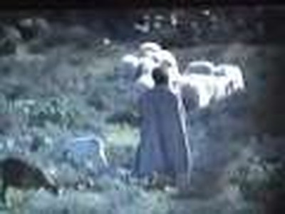 Shepherd Boy