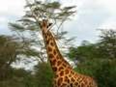 Volunteer Abroad in Kenya Nairobi, Mombasa, Rift Valley Makuyu Orphans Schools Clinics Programs