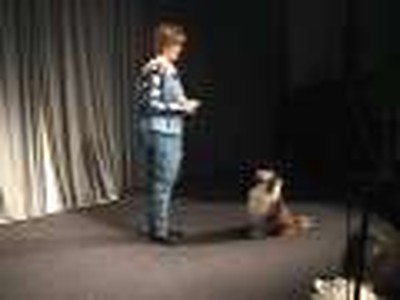 Dog performing Blindfolded