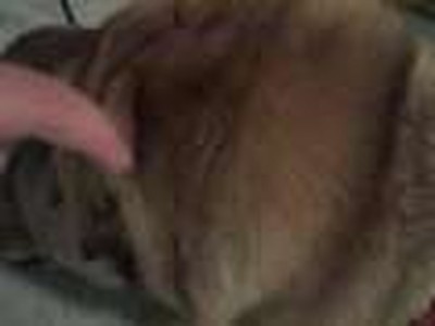 My dog hobbys
