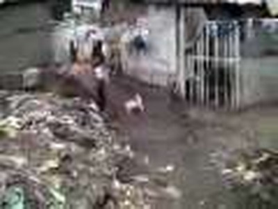 Pygmies in Kinshasa Congo