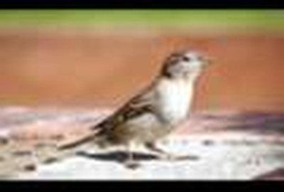 Sparrowful