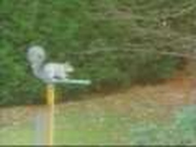 squirrel