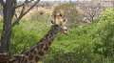 Zimbabwe Giraffe Ear Wax!