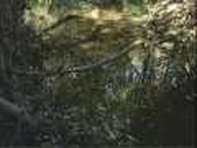 Autumn in Lemon Creek