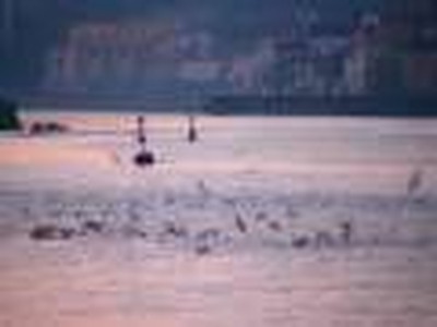 Lar Evangelico Portugues