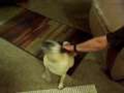 Stevie the pug/ take 2