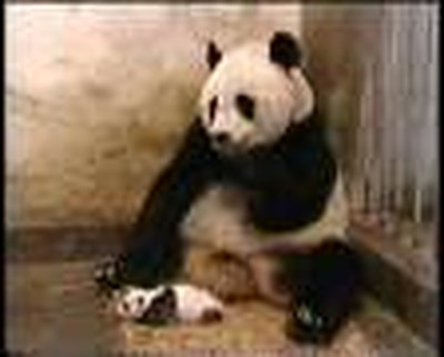 Gods Amazing Creatures