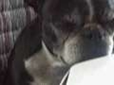My dog Barbie