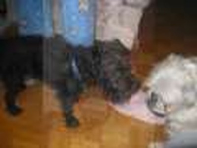 Pet Nanny Videos-Oscar