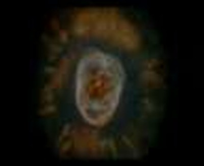CREATION VIDEO 1