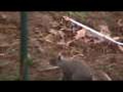 Two Fighting Squirrels