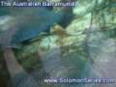 The Giant Barramundi Fish of Australian Outback country