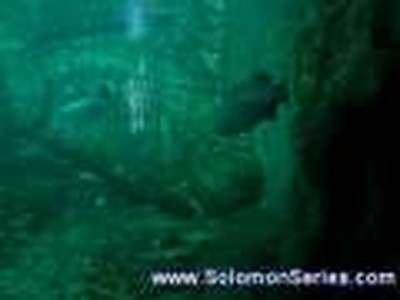 The Australian PIg-Nosed Turtle