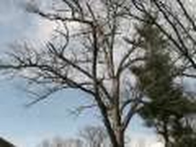 Cutting Down the Big Oak Tree