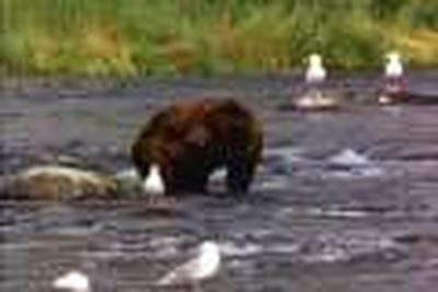 Bear