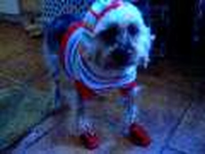 Bailey with his shoes on