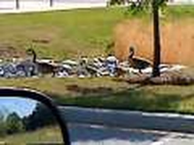 Geese at work