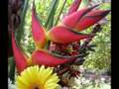 MOTHER:  The most beautiful Creature