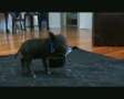 Kingsford - Cute Pet