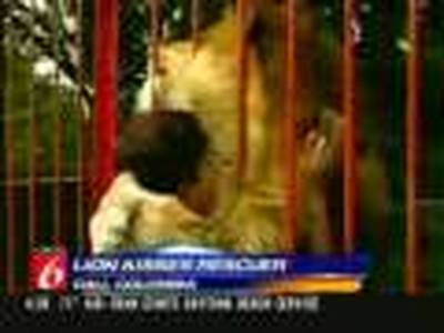 Lion kisses